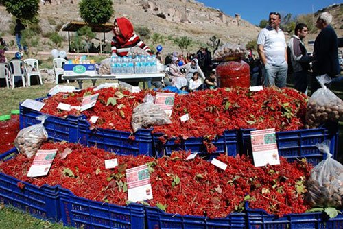 gilaburu şenliği yapıldı